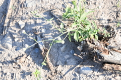 Florestina tripteris