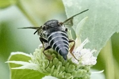 Coelioxys sayi