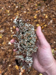 Platismatia tuckermanii