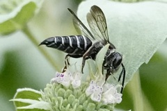 Coelioxys sayi