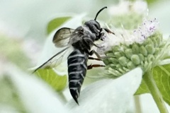 Coelioxys sayi