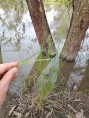 Amphibromus nervosus