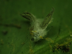 Entomophthorales