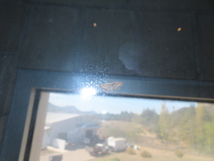 Lobocleta granitaria