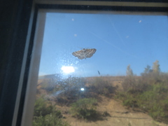 Lobocleta granitaria