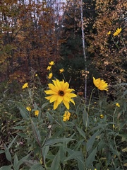 Helianthus tuberosus