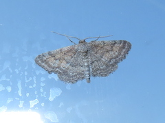 Lobocleta granitaria