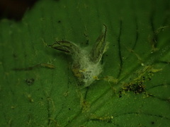 Entomophthorales