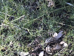 Clematis leptophylla