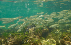 Aldrichetta forsteri