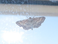 Lobocleta granitaria