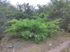 Haematoxylum brasiletto