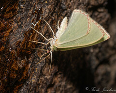 Nemoria lixaria