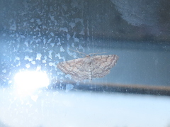 Lobocleta granitaria