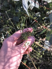 Clematis leptophylla