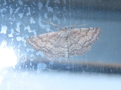 Lobocleta granitaria