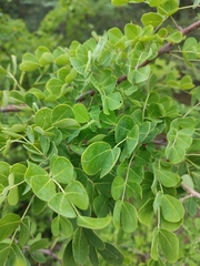 Haematoxylum brasiletto