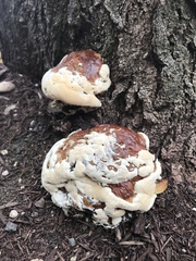Fungi