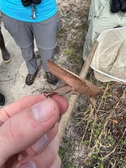 Schistocerca damnifica