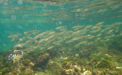 Aldrichetta forsteri