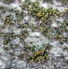 Candelariella aurella