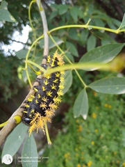 Leucanella viridescens