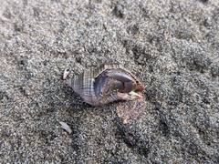 Coenobita compressus