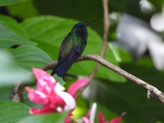 Saucerottia cyanifrons