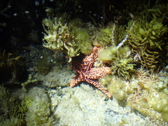 Uniophora granifera