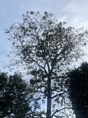 Ceiba pentandra