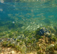 Aldrichetta forsteri