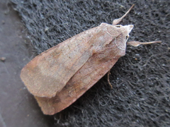Diarsia canescens