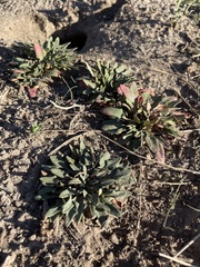 Oenothera cespitosa