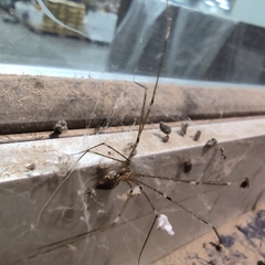 Crossopriza lyoni