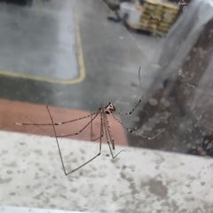 Crossopriza lyoni