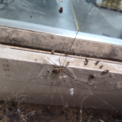 Crossopriza lyoni
