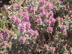 Thymus munbyanus