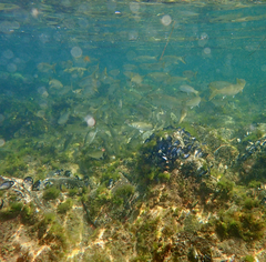 Aldrichetta forsteri