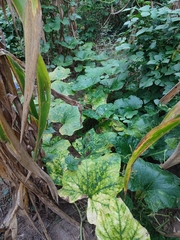 Cucurbita moschata
