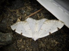 Lomographa bimaculata