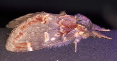 Notodonta dromedarius