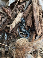 Plethodon mississippi