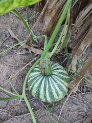 Cucurbita moschata