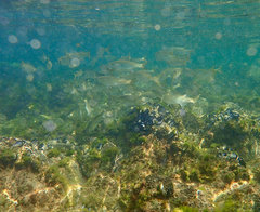 Aldrichetta forsteri