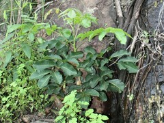 Canarium australianum