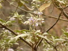 Solanum riparium