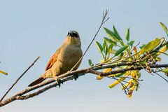 Agelaioides badius