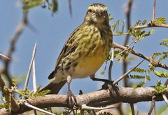 Crithagra dorsostriata