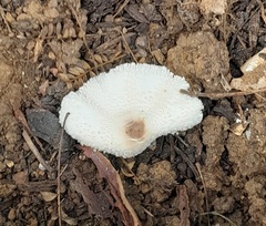 Leucocoprinus brebissonii