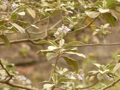 Solanum riparium